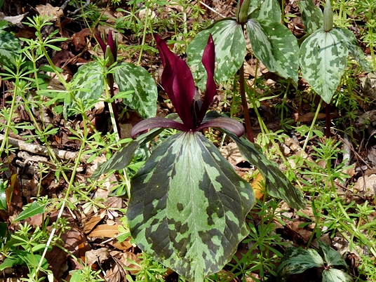 {Trillium maculatum}